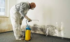 Best Industrial Mold Remediation  in Avra Valley, AZ